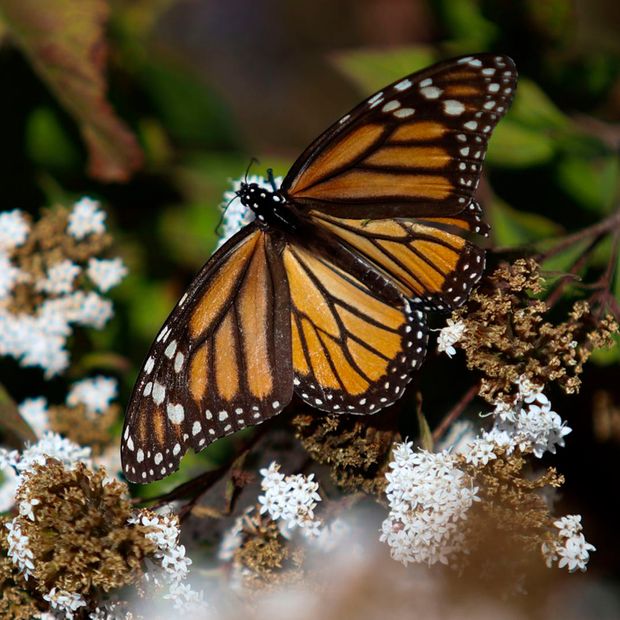 Viene la Mariposa Monarca Más Longeva: Generación Matusalén Vive hasta 9 Meses